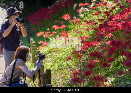 Yamato, Japan. 19th Sep, 2021. People take photographs of the Red Spider Lilies (Lycoris radiata) in Izumi no Mori park.The Red Spider Lily, also known as the equinox flower, is a famous autumn plant in Japan that attracts large crowds where it grows. In some areas to avoid spreading the Coronavirus the local authorities have even cut the flowers from the plant to stop people from gathering. (Photo by Damon Coulter/SOPA Images/Sipa USA) Credit: Sipa USA/Alamy Live News Stock Photo