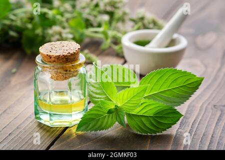 Bottle of mint essential oil and peppermint leaves. Mortar of spearmint leaves and blossom Mentha piperita medinal plants on background. Stock Photo