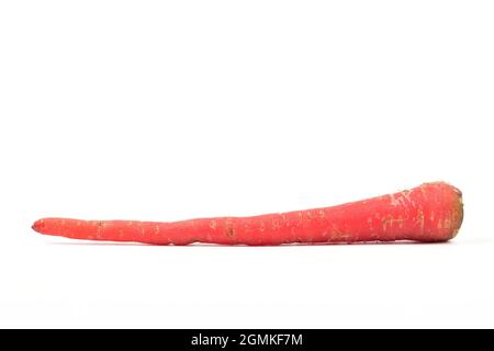 Red Carrot Isolated on White Background with Clipping Path Stock Photo