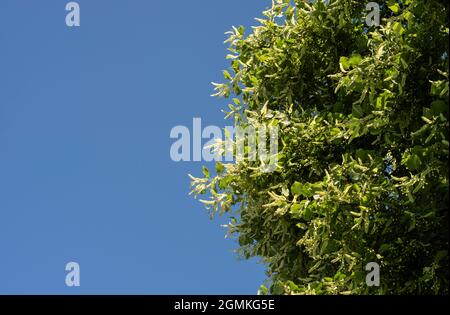 branches of a lime tree with flowers and fruits on a sunny day with clear blue sky Stock Photo