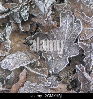 Frosted oak (and other) leaves in winter time. Bitter autumn weather. Frosty relations concept, frosty leaves, frost covered leaves. Stock Photo