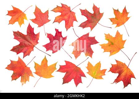 Collection of autumn leaves on white background. Autumn orange  leaves falling down Isolated on white background Stock Photo