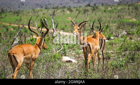 A close-up shot of a group of brown impalas on a tundra Stock Photo