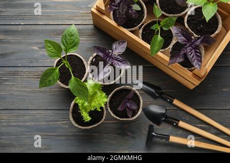 Plants seedlings in peat pots and gardening tools on dark wooden background Stock Photo
