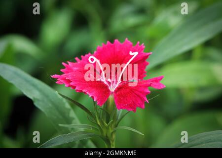 Closeup of a open deep pink Carnation flower Stock Photo