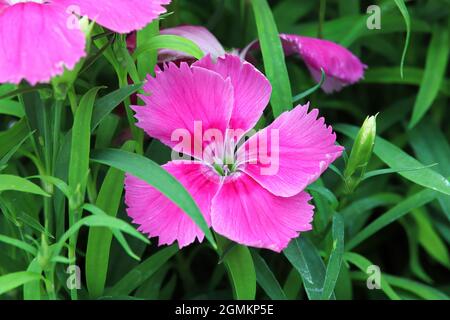 Delicate petals on a pink Dianthus flower Stock Photo