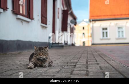 Tabby cat is lying on the pavement at Ventspils old town, Latvia on sunny day Stock Photo