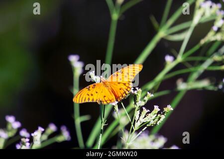 Gulf fritillary butterfly on wildflowers Stock Photo