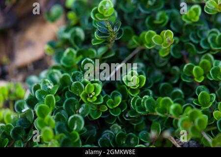 Creeping Honeysuckle / Lonicera crassifolia 'Little Honey' Stock Photo -  Alamy