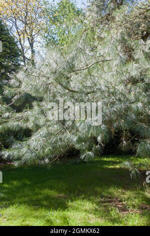 Pinus Wallichiana or Bhutan Pine a coniuferous evergreen tree with grey green to grey blue leaves or needles and is fully hardy also Himalayan pine Stock Photo