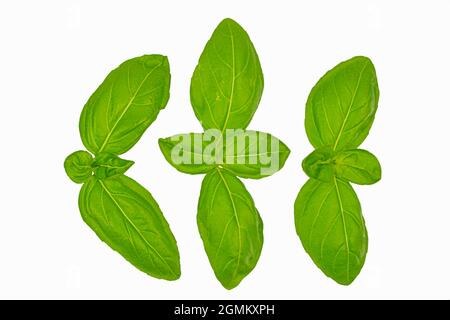 Green basil leaves on white background. Fresh sweet basil leaves isolated. Basil leaves top view set. Basil leaves isolated on white background. Top Stock Photo