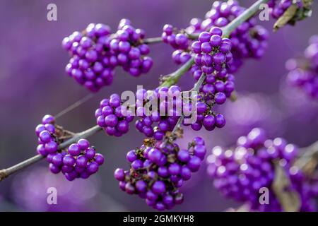 Callicarpa bodinieri Profusion berries in autumn Stock Photo