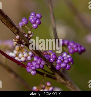 Close up of Callicarpa dichotoma Issai berries in autumn Stock Photo
