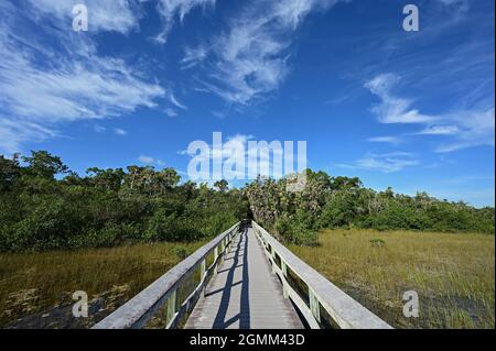 Beautiful high altitude late summer cloudscape over sawgrass prairie in ...