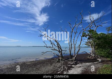 Beautiful high altitude late summer cloudscape over sawgrass prairie in ...