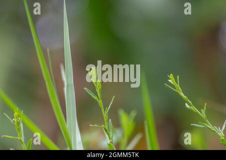 Green spiky leafy grass shoots on a blurred background to place other elements Stock Photo