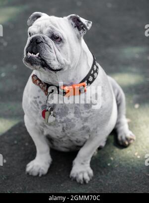 10-Year-Old Blue Merle Male English Bulldog Sitting and Looking Away. Off-leash dog park in Northern California. Stock Photo