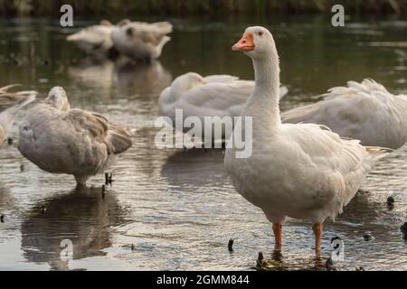 Flock of white domestic geese on the lake Stock Photo