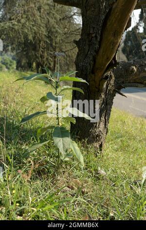 Flowers, exotic alien plant invader, Solanum mauritianum, flannel weed ...