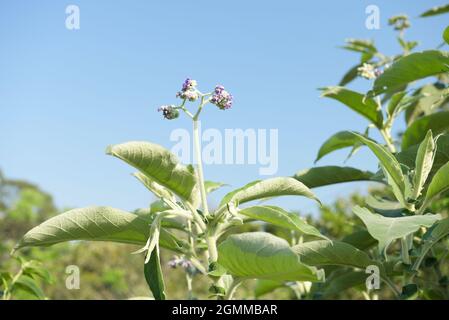 Exotic alien invasive plant, Solanum mauritianum, Earleaf Nightshade ...