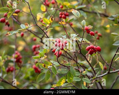 Rosehips of Rosa glauca in easrly autumn in the garden Stock Photo