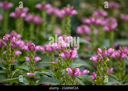 Flowers of Chelone obliqua in late summer in garden Stock Photo