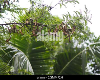 Tamarind sour and sweet fruit blooming in garden on nature background, Fabaceae Stock Photo