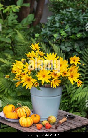 bouquet of willowleaf sunflowers in vintage bucket in garden Stock Photo