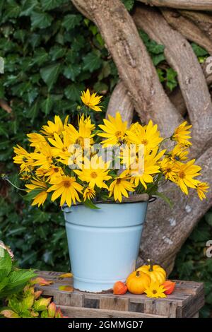 bouquet of willowleaf sunflowers in vintage bucket in garden Stock Photo