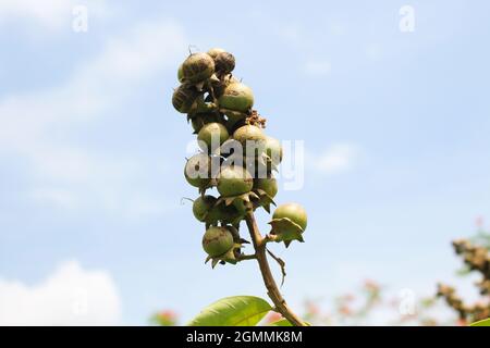 closeup of fruits of the Inthanin tree, Queen's Flower or Lagerstroemia speciosa Stock Photo