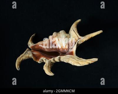08 27 2021Giant Harpago sp. sea spider conch shell on the black background Studio shot Kalyan Maharashtra India Stock Photo