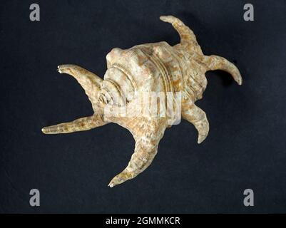 08 27 2021Giant Harpago sp. sea spider conch shell on the black background Studio shot Kalyan Maharashtra India Stock Photo
