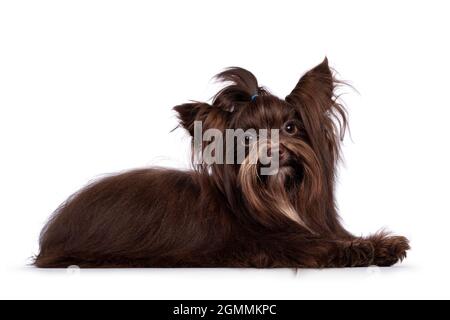 Cute little 1 year old dark brown Yorkshire Terrier dog, laying down side ways. Hair in pony tail on head. Looking towards camera. Isolated on white b Stock Photo