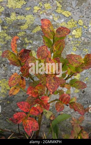 Blueberry in fall colors, red-brown leaves, in the background a rock, grown with lichens Stock Photo