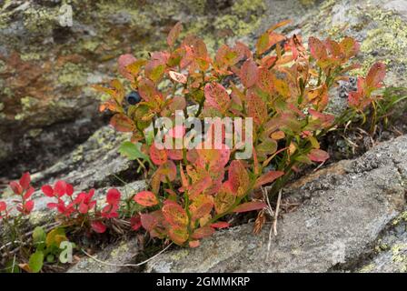 Blueberry in fall colors, blue berries and red-brown leaves Stock Photo