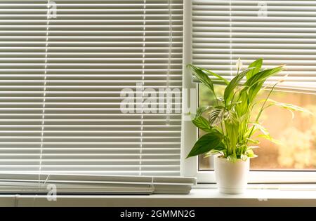 Sunlight on a window with blinds and a flower on the windowsill. High quality photo Stock Photo
