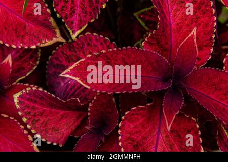 Close up of variegated burgundy Coleus plant. Painted nettle, Flame nettle, decorative nettle. Lush maroon colored coleus bush. Stock Photo