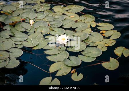 Lotus on the surface of the lake water. A beautiful blooming nymphaea or lotus flower sways on calm water in warm summer weather. Relax, nature concept. High quality photo Stock Photo