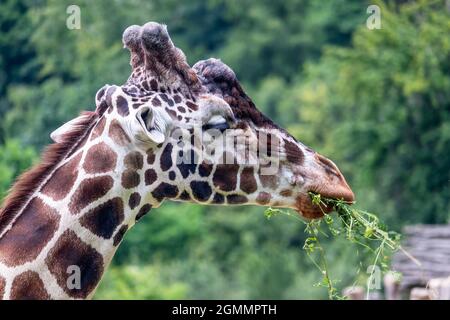 giraffe eating grass - giraffe head, green trees in the background Stock Photo