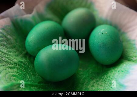 Close up dyed green Easter eggs drying on paper towel Stock Photo