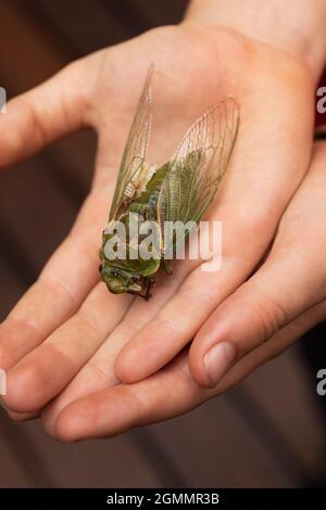 Close up large dead green Cicada in hand Stock Photo