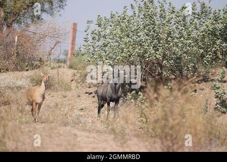 Close-up of Male Nilgai and female Nilgai standing together in the forest, looking at the camera Stock Photo