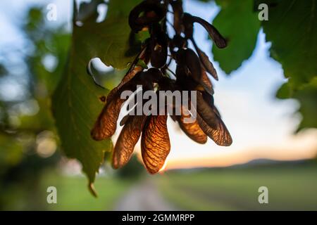 Close-up of back-lit red maple seeds. Stock Photo