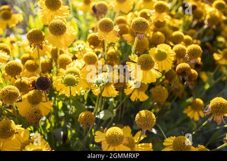 Yellow flowers of common sneezeweed blooming in summer.Helenium autumnale is a North American species of flowering plants in the sunflower family. Com Stock Photo