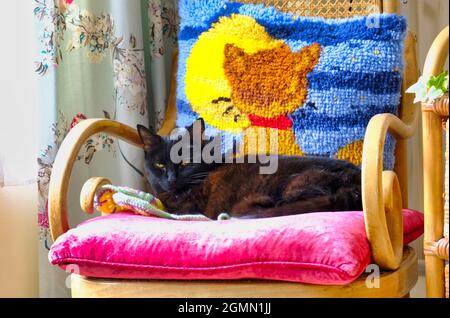 Adult female black cat (Felis catus) lying down on pile of colourful cushions Stock Photo