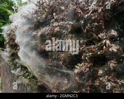 A voluminous silk cocoon, engulfing a whole garden hedge, created up by a swarm of brown-tail moth caterpillars to protect themselves as they feed. Stock Photo
