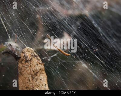 Brown-tail moth caterpillars weaving a silky web over a whole bush in a residential garden, putting up a protective screen to allow them to feed. Stock Photo