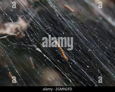 Brown-tail moth caterpillars weaving a silky web over a whole bush in a residential garden, putting up a protective screen to allow them to feed. Stock Photo