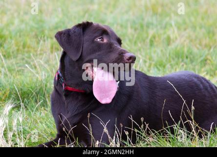 Brown Labrador retriever Stock Photo