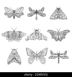 Set of vector night butterflies, moths. Hand drawn illustration Stock ...